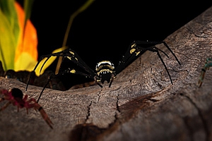 轻松的蜘蛛体验Relaxed spiders experience